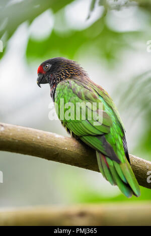 Rayés jaune - Chalcopsitta scintillata Lory, beau perroquet coloré des forêts tropicales et des forêts de Papouasie-Nouvelle-Guinée. Banque D'Images