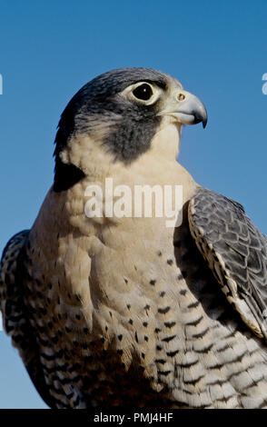 Le faucon pèlerin (Falco peregrinus) en captivité ; du World Center pour les oiseaux de proie, Boise, Idaho USA Banque D'Images