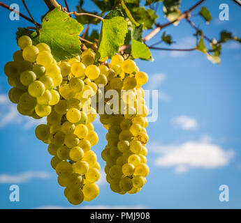 Chardonnay sur vigne vignoble, Tyrol du Sud, Italie. Le Chardonnay est un cépage à peau verte utilisée dans la production de vin blanc. Banque D'Images