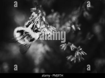 Bumblee pollynating abeille blooming Heather fleurs sur la prairie dans le Shropshire Hills, au Royaume-Uni. Le noir et blanc modifier Banque D'Images