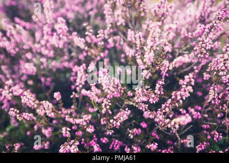 La floraison sur les plateaux sauvages purple Heather Meadow dans le Shropshire Hills, United Kingdom Banque D'Images