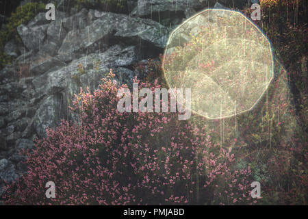 Gouttes de pluie d'été en montagne panoramique avec Heather fleurs et les pentes rocheuses en arrière-plan. Le Shropshire Hills en Royaume-Uni Banque D'Images