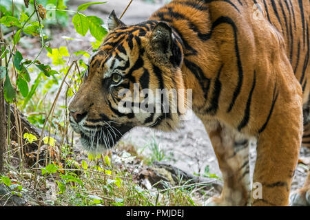 Tigre de Sumatra / Île Sunda tigre (Panthera tigris sondaica / Panthera tigris sumatrae) originaire de Sumatra, Indonésie Banque D'Images