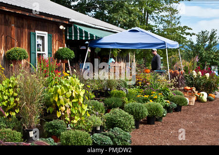 New Hampshire, Meridith Moulton, ferme, jardin, ferme, légumes, fleurs, plantes, citrouilles, courges, farmstand, farm stand, Banque D'Images