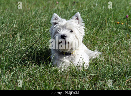West Highland White Terrier race de chien, se trouve sur l'herbe verte dans la soirée sur la nature, les petits yeux noirs à l'écart, cheveux blancs, cute animal, Banque D'Images