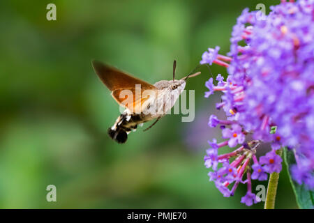 Hummingbird hawk-moth (Macroglossum stellatarum / Sphinx stellatarum) en vol se nourrissant de Buddleja davidii fleurs en été Banque D'Images