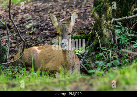 Le chevreuil (Capreolus capreolus) femme / doe reposant dans la forêt en été Banque D'Images