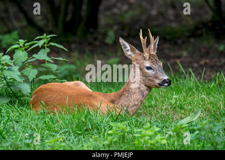 Le chevreuil (Capreolus capreolus) mâle / mâle / roebuck se reposant dans des broussailles en été Banque D'Images