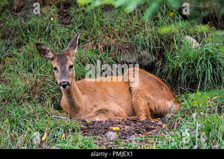 Le chevreuil (Capreolus capreolus) femme / doe reposant dans les prairies / prairie en été Banque D'Images