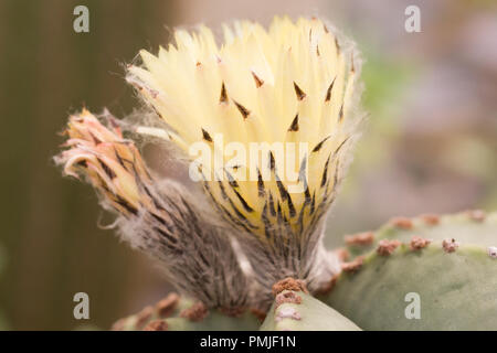 Gros plan sur la fleur de l'Astrophytum myriostigma, également appelé cap de l'évêque, mitre d'évêque cactus cactus ou Bishop's hat, un cactus inerme Banque D'Images