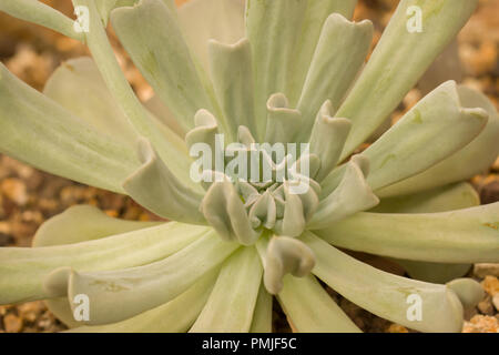 Echeveria runyonii est une espèce de plantes de la famille Crassulaceae sedum, Banque D'Images