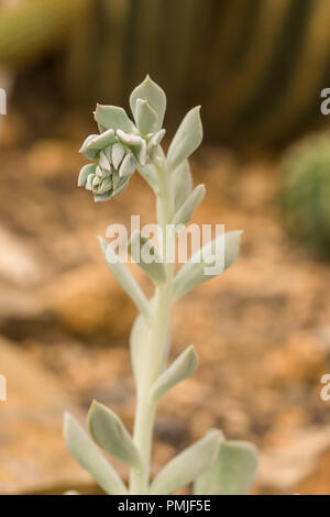 Echeveria runyonii est une espèce de plantes de la famille Crassulaceae sedum, Banque D'Images