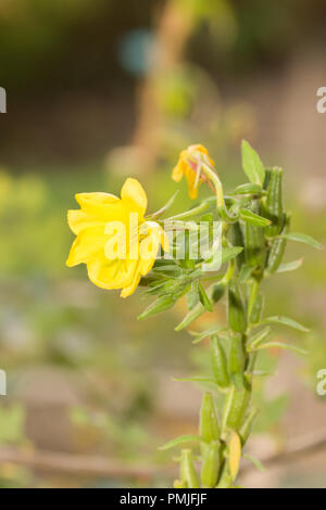 Oenothera biennis, communément connu sous le nom d'onagre, étoile du soir et sun drop. Une importante plante utilisée en médecine dans le monde entier. Banque D'Images