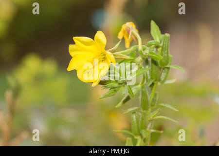 Oenothera biennis, communément connu sous le nom d'onagre, étoile du soir et sun drop. Une importante plante utilisée en médecine dans le monde entier. Banque D'Images