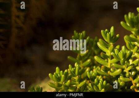 Close up sur greean Sedum rubrotinctum Sedum rubrotinctum ou ×, et communément connu sous le nom de jelly bean plant, ou de porc et de haricots Banque D'Images