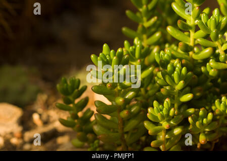 Close up sur greean Sedum rubrotinctum Sedum rubrotinctum ou ×, et communément connu sous le nom de jelly bean plant, ou de porc et de haricots Banque D'Images