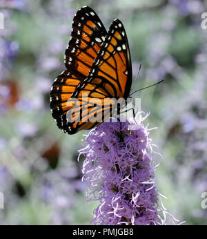 Un vice-roi (Limenitis archippe papillon), un mimic Müller du papillon monarque, se nourrissant de Liatris spicata dans un jardin de fleurs de la Nouvelle-Angleterre Banque D'Images