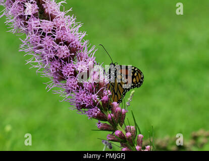 Un monarque (Danaus plexippus), également connu sous le nom de papillon de l'asclépiade, d'alimentation dans un jardin sur blazing star (Liatris spicata) Banque D'Images