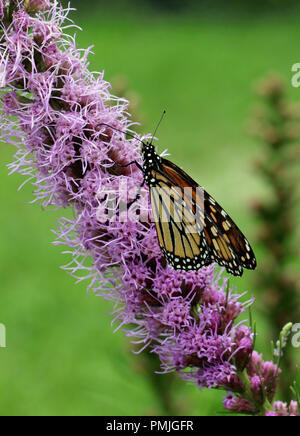 Un monarque (Danaus plexippus), également connu sous le nom de papillon de l'asclépiade, d'alimentation dans un jardin sur blazing star (Liatris spicata) Banque D'Images