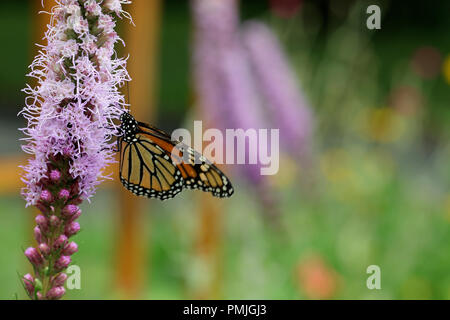 Un monarque (Danaus plexippus), également connu sous le nom de papillon de l'asclépiade, d'alimentation dans un jardin sur blazing star (Liatris spicata) Banque D'Images