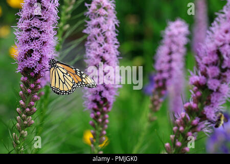 Un monarque (Danaus plexippus), également connu sous le nom de papillon de l'asclépiade, d'alimentation dans un jardin sur blazing star (Liatris spicata) Banque D'Images