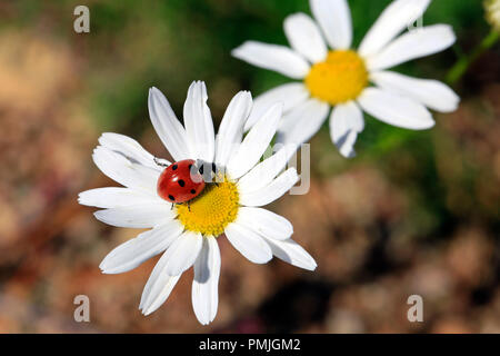 Sept points, Coccinella septempunctata Coccinelle, sur l'un de fleurons jaunes Oxeye Daisy flower. Banque D'Images