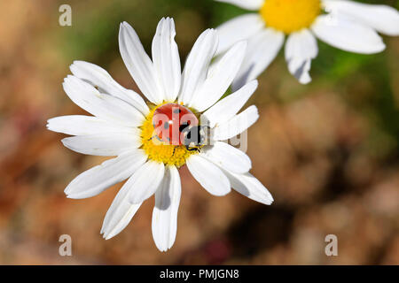 Sept points, Coccinella septempunctata Coccinelle, sur l'un de fleurons jaunes Oxeye Daisy flower. Banque D'Images