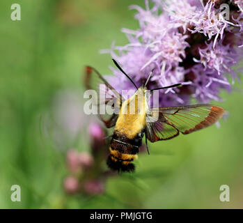 Un colibri moth (Hemaris diffinis), également connu sous le nom de symphorine blanche, se nourrissant de sésie (liatris Liatris spicata) dans un jardin de la Nouvelle-Angleterre Banque D'Images