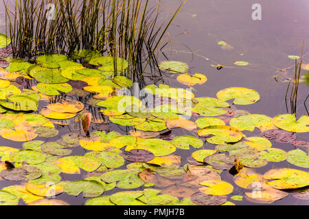 Étang automne Norfolk, Connecticut, Etats-Unis Banque D'Images