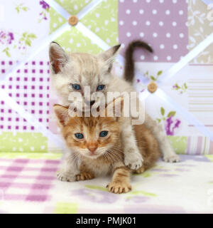 Deux chatons, 5 semaines, seal tabby point, red tabby, un au-dessus de l'autre Banque D'Images