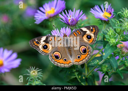 Junonia coenia, connu sous le nom de Buckeye Buckeye ou commune sur New England Aster. C'est dans la famille des Riodinidae. Banque D'Images