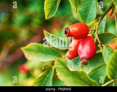 Vue rapprochée des fruits et des feuilles de cynorhodon sur un arbre au cours de journée d'automne Banque D'Images