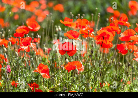 Domaine coquelicot Papaver rhoeas coquelicot fleur annuelle, bokeh Banque D'Images