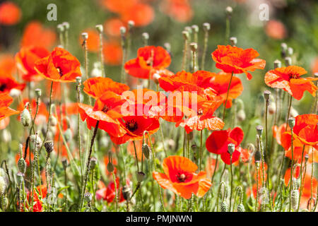 Pavot des champs pavot annuel Papaver rhoeas coquelicots rouges coquelicots des champs fleurs annuelles maïs pavot fleur juin nombreuses fleurs sauvages floraison pavot rouge Banque D'Images