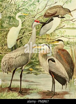 Dessin de différentes variations de hérons, Aigrette garzette Egretta Hérodias (américain), la grue du Canada (Grus Mexicana), Bihoreau gris (Nycticorax nycticorax naevius) et le Grand Héron (Ardea herodias Linnaeus), du livre "Oiseaux de New York", 1914. Avec la permission de Internet Archive. () Banque D'Images