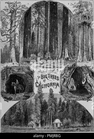 Gravures de grands arbres de Californie, le Grizzly Giant à Mariposa Grove, Trois Grâces au groupe Calaveras, Arbres à Mariposa Groove, tronc d'un grand arbre à Mariposa Grove, arche naturelle à Mariposa Grove, gros arbres au comté, Groupe du livre 'Le Pacific tourist', 1877. Avec la permission de Internet Archive. () Banque D'Images