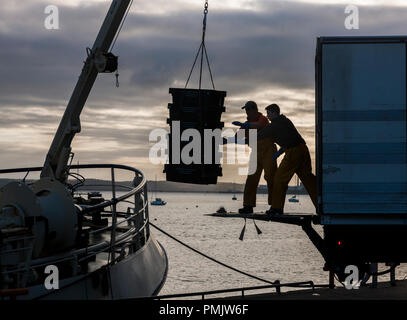 Crosshaven, Liège, 14 juillet 2017. L'équipage du chalutier Buddy M déchargement des prises de merlan et de merlu sur un camion en Crosshaven Co. Cork. Banque D'Images