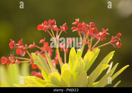 Gros plan sur les fleurs d'euphorbia atropurpurea Banque D'Images