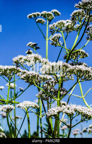 Fleurs communes de la Valeriana officinalis Banque D'Images