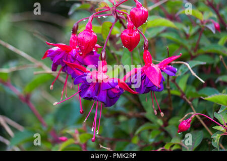 Fleurs violet et rouge avec des gouttes de pluie Banque D'Images