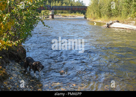 Bertha Creek en Alaska Banque D'Images