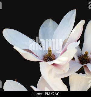 (Magnolia soulangeana, Saucer Magnolia) - close up de pétales et de fleurs sur fond noir isolé Banque D'Images