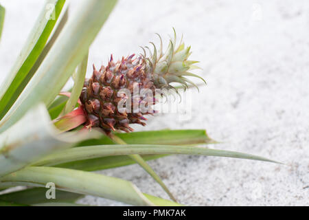 Un bébé (mini) l'ananas sur un site contre un fond blanc. Dans la nature, les ananas sont principalement pollinisées par les colibris. Banque D'Images