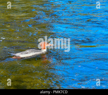 Bertha Creek en Alaska Banque D'Images