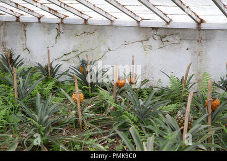 L'ananas (Ananas) croissant en rangées sur l'Arruda Plantation d'ananas sur l'île de Sao Miguel aux Açores Banque D'Images