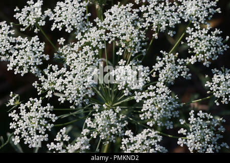 Fleurs d'Heracleum sphondylium Berce du Caucase - spondillo - Banque D'Images