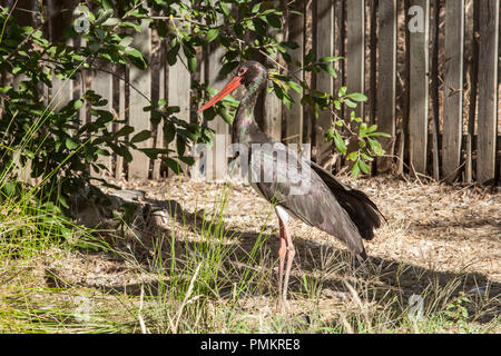 Cigogne noire à Los Hornos Recovery Centre de la faune sauvage, Caceres, Espagne Banque D'Images