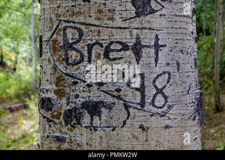 Des graffitis sur des trembles dans les Rocheuses près de Durango, Colorado, USA Banque D'Images