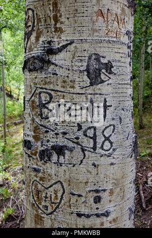 Des graffitis sur des trembles dans les Rocheuses près de Durango, Colorado, USA Banque D'Images