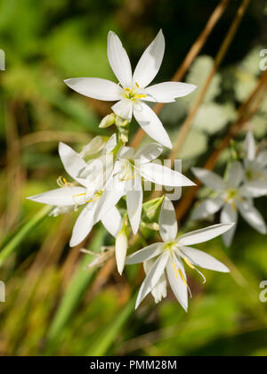 Star comme blanc fleurs d'automne de l'Afrique du Sud, lily Kaffir Hesperantha coccinea 'Alba' Banque D'Images